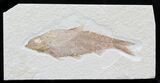Knightia Fossil Fish - Wyoming #32905-1